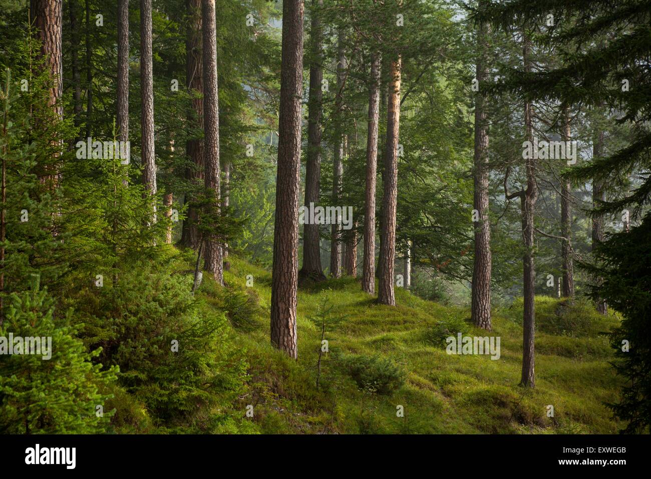 Foresta di Pini, felce Pass, Tirolo, Austria Foto Stock