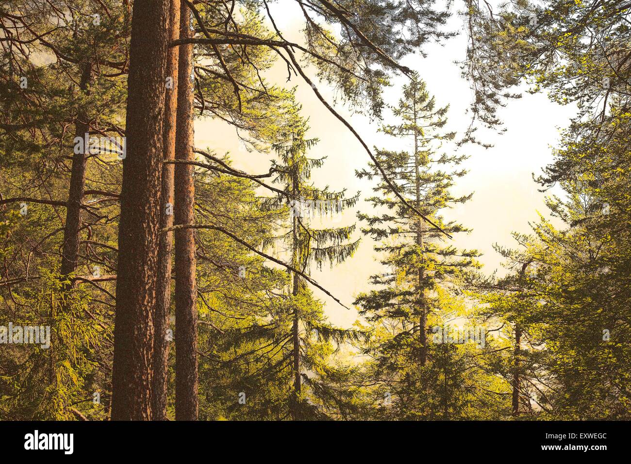 Bosco misto con alberi di pino, felce Pass, Tirolo, Austria Foto Stock