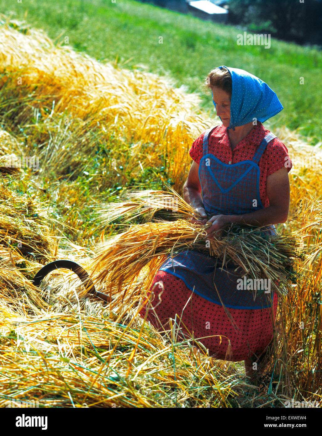 Countrywoman raccolto sul campo, Strengen am Arlberg, Tirolo, Austria Foto Stock