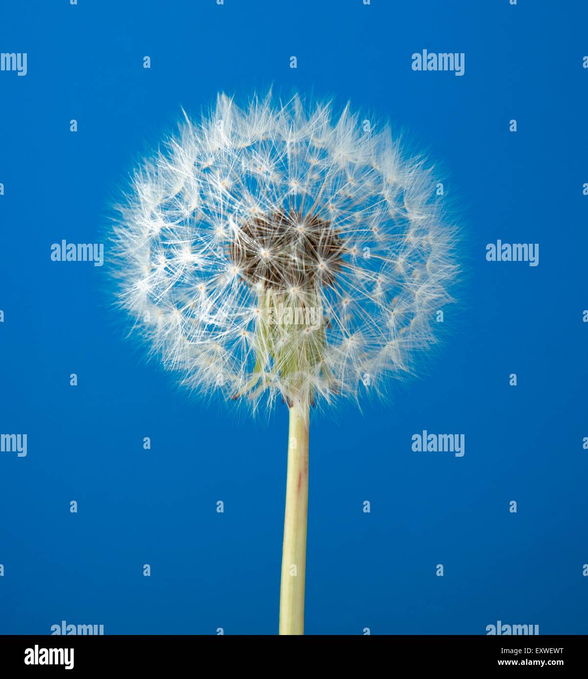 Blowball nella parte anteriore del cielo blu Foto Stock