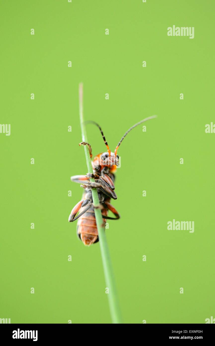Close-up del soldato beetle Cantharis fusca su una levetta di erba Foto Stock