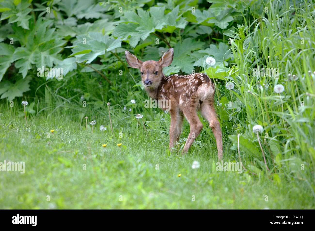 Mule Deer o nero-tail Deer Fawn permanente in erba Foto Stock