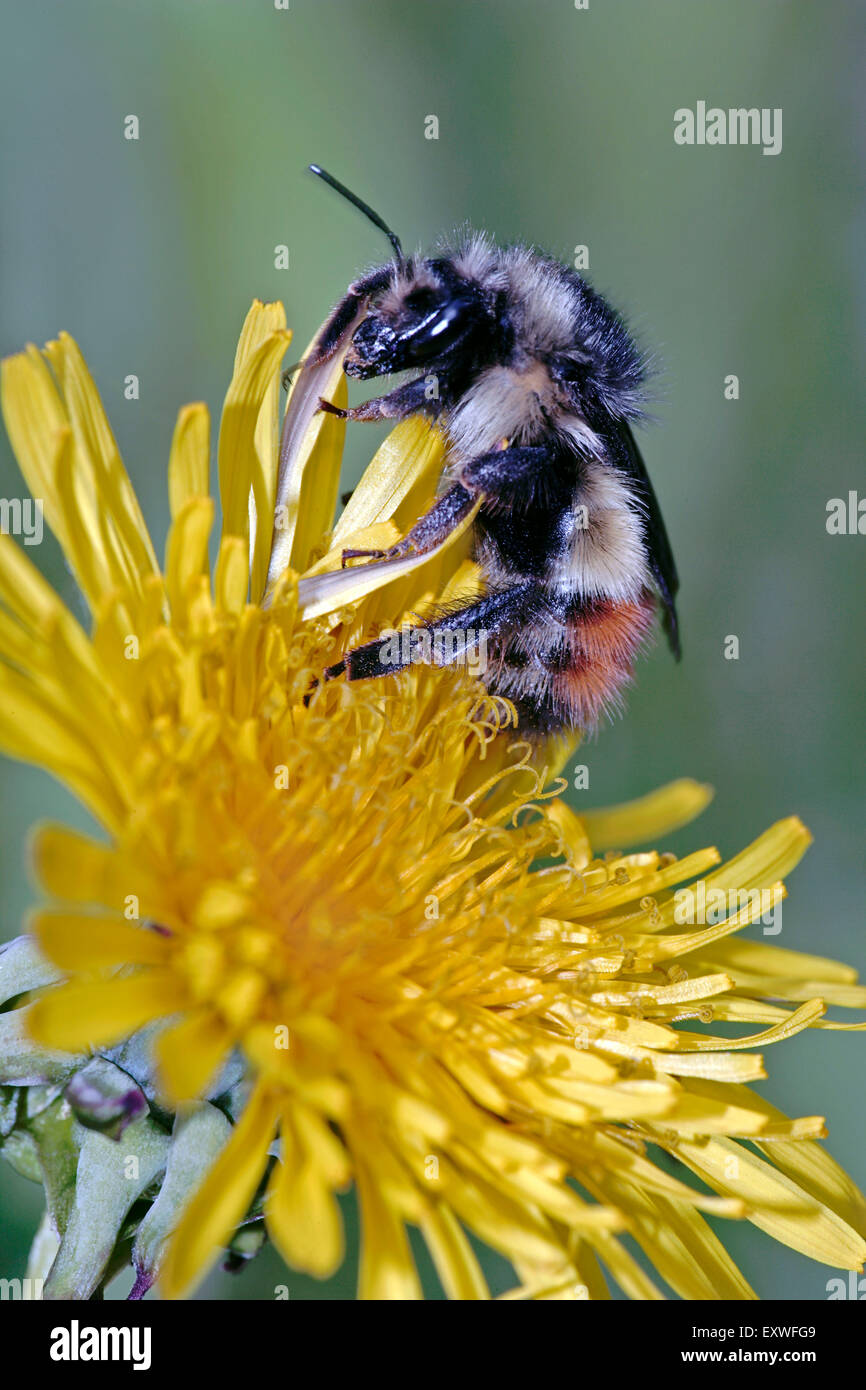 Bumblebee avanzamento sul fiore di dente di leone Foto Stock