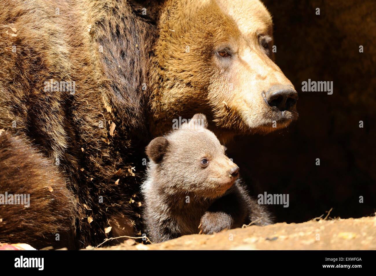 Orso bruno madre con cub nel Parco Nazionale della Foresta Bavarese, Germania Foto Stock