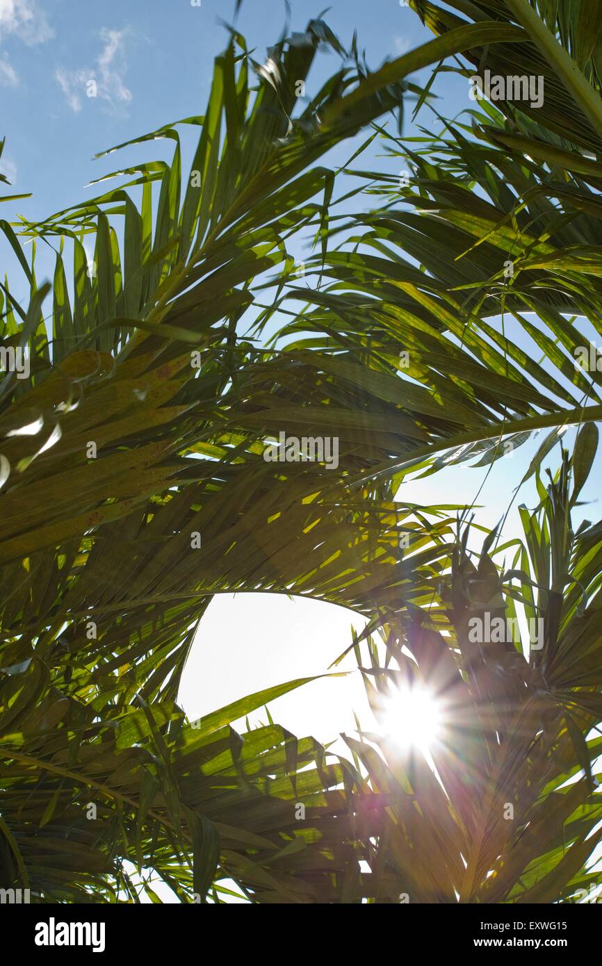 Sun shing attraverso foglie di palma, Repubblica Dominicana Foto Stock