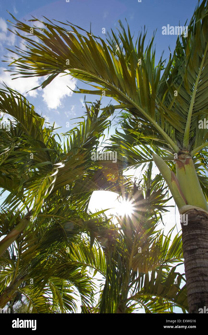Sun shing attraverso foglie di palma, Repubblica Dominicana Foto Stock