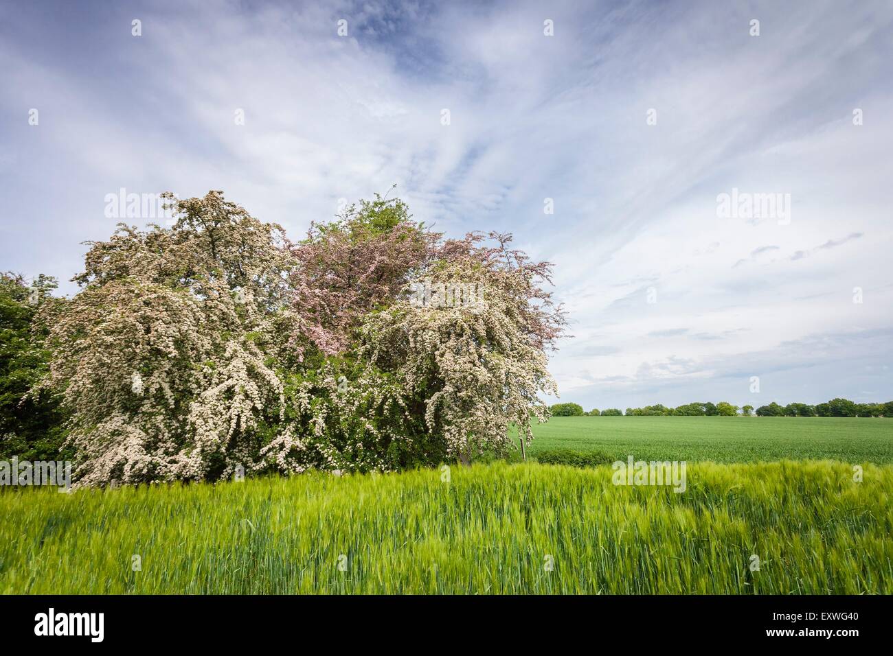 Il biancospino e orzo campo, Kreis Segeberg, Schleswig-Holstein, Germania, Europa Foto Stock