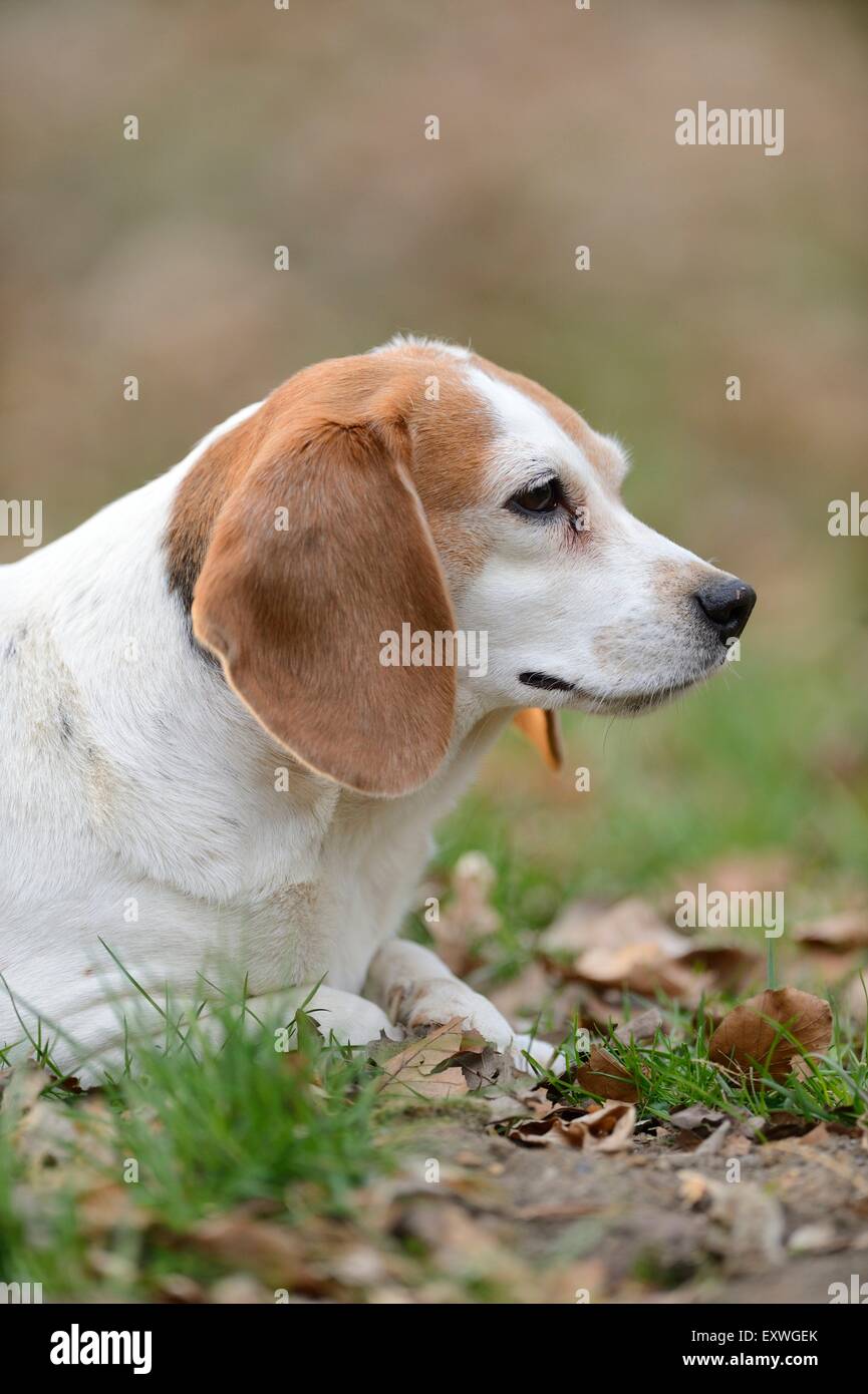 Close-up di un cane beagle giacente in giardino Foto Stock