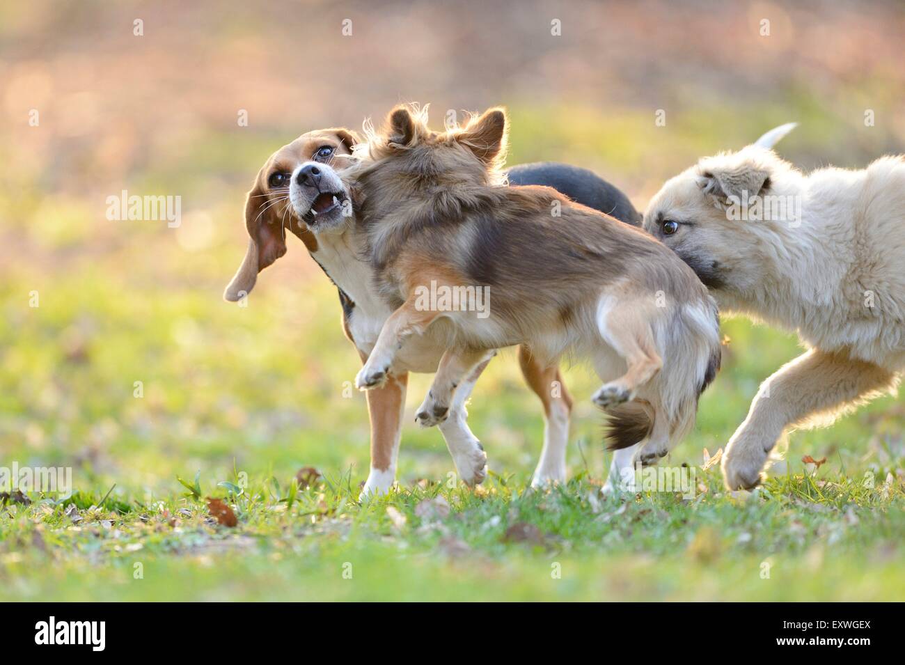 Tre cani giocando in giardino Foto Stock