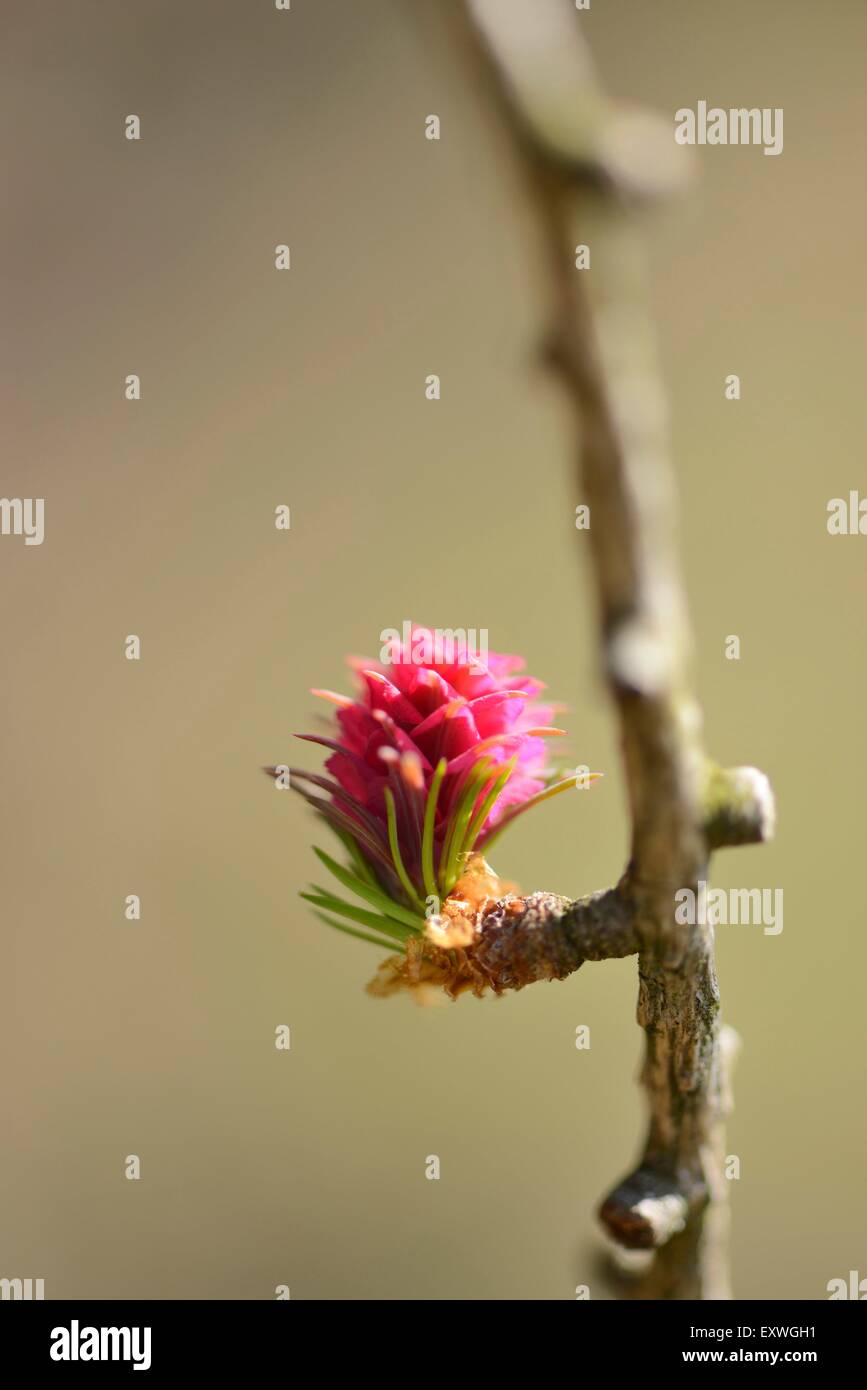 Close-up di un larice di fioritura Foto Stock