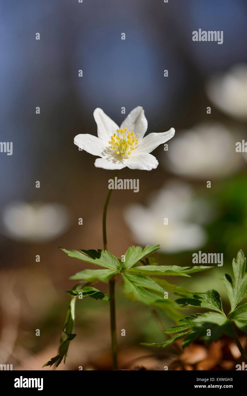 Close-up di fioritura di anemone di legno Foto Stock