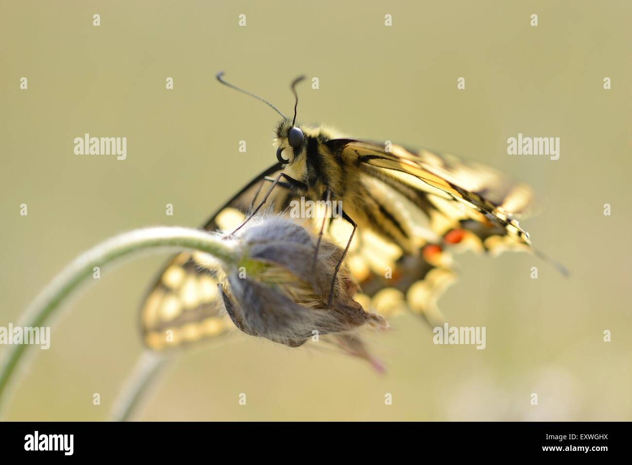 Close-up di un vecchio mondo coda forcuta (Papilio machaon) Foto Stock