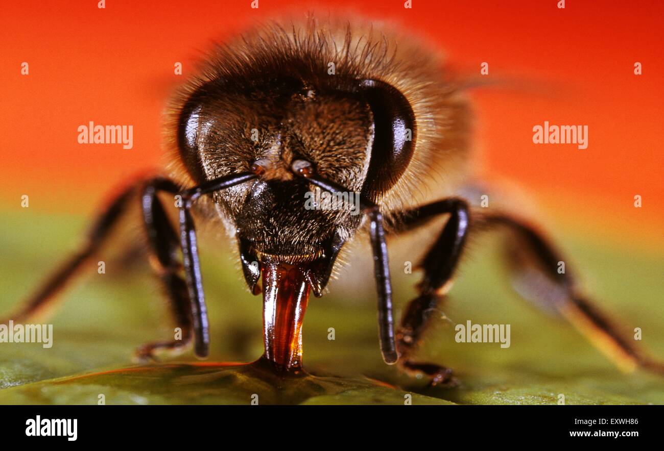 Il miele delle api, Apis mellifera, cerca di nettare Foto Stock