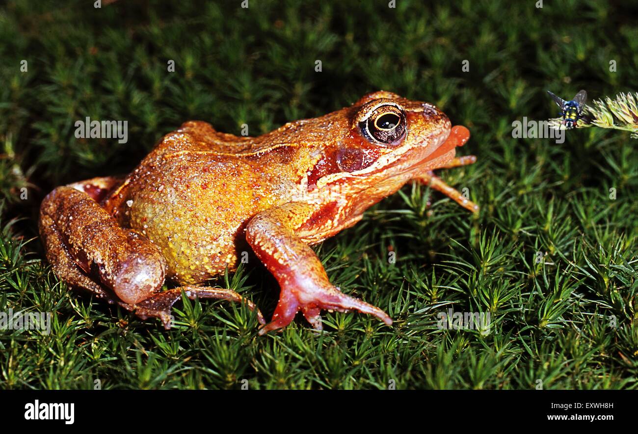 Rana Foto Stock