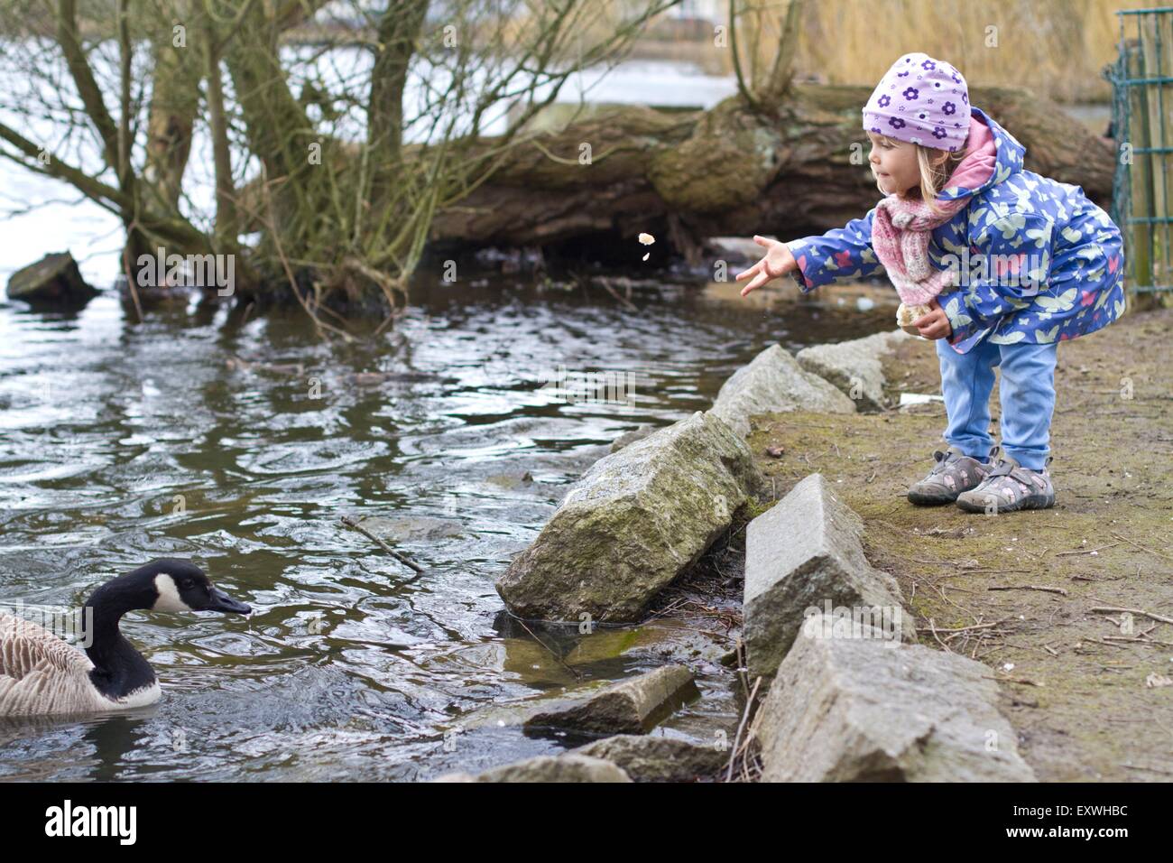 Ragazza anatre di alimentazione Foto Stock