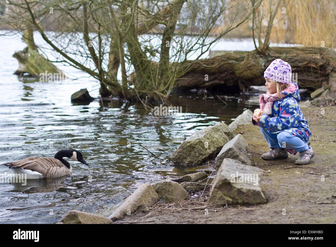 Ragazza anatre di alimentazione Foto Stock