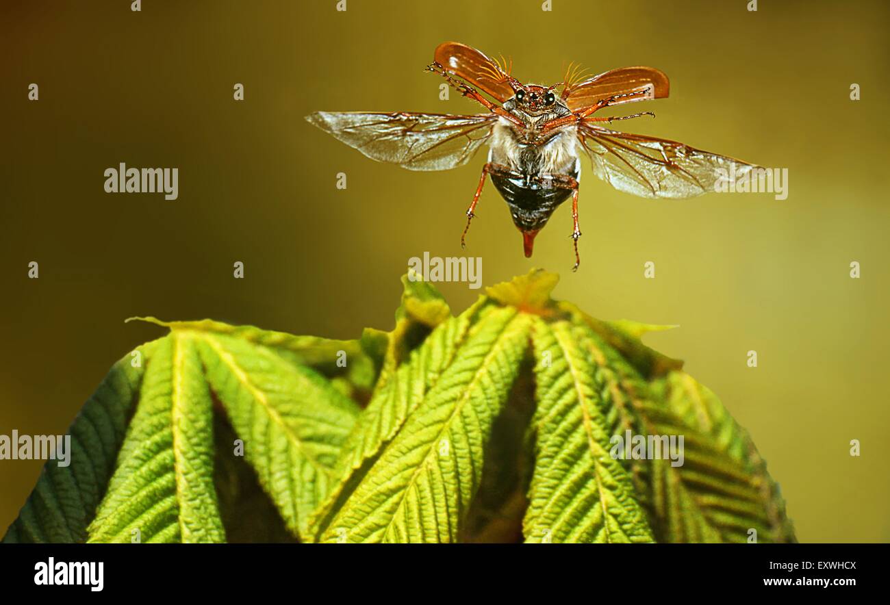 Maybug su foglie di castagno Foto Stock