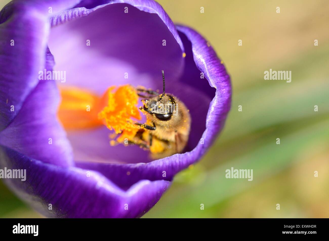 Close-up di un miele delle api (Apis mellifera) su un domestico crocus (crocus vernus) Foto Stock