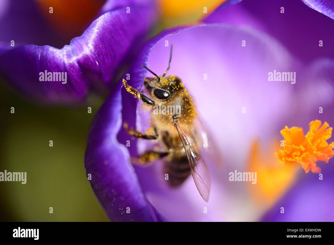 Close-up di un miele delle api (Apis mellifera) su un domestico crocus (crocus vernus) Foto Stock