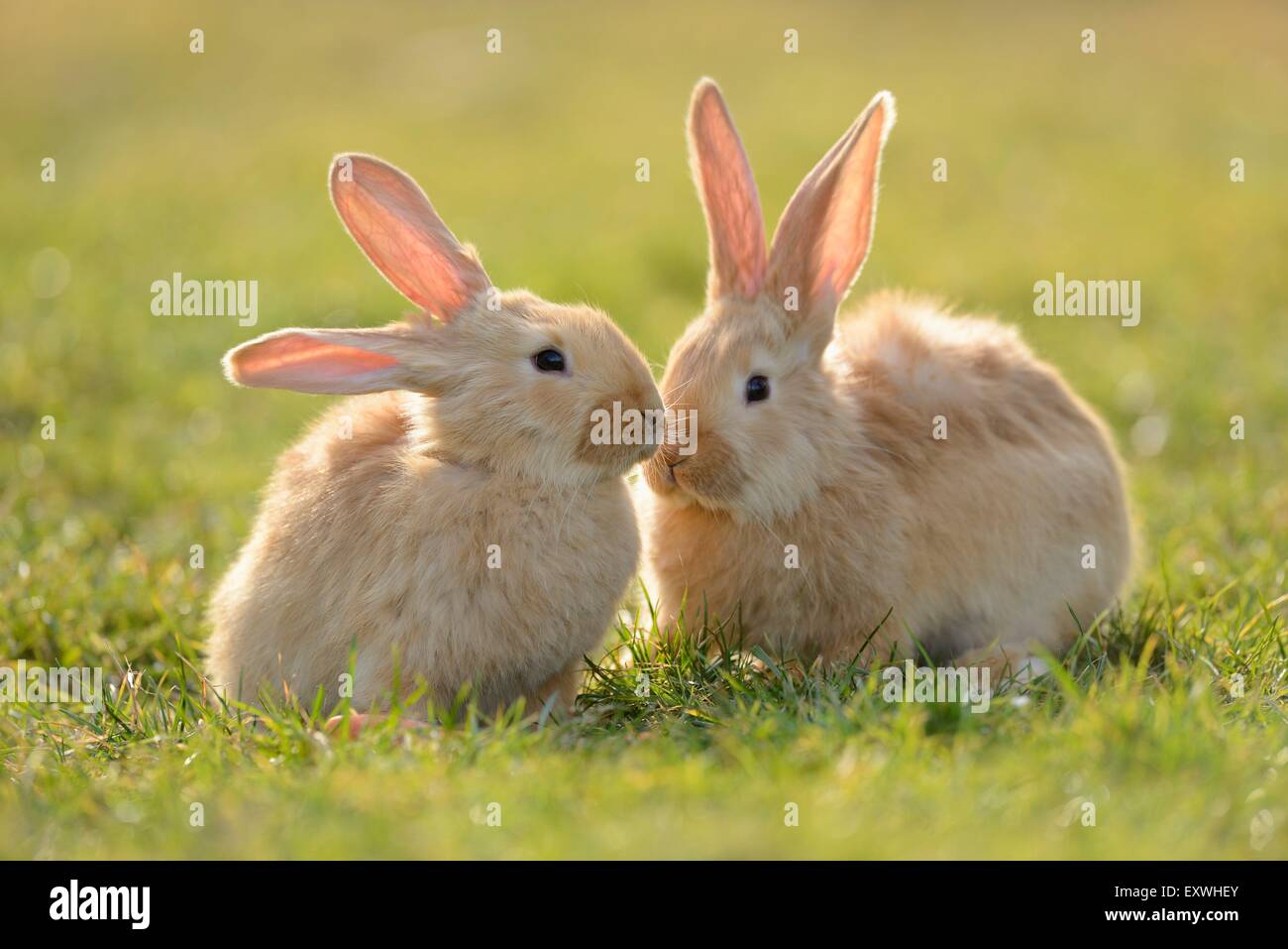 Due sette settimane vecchio lepre giovani in un prato Foto Stock