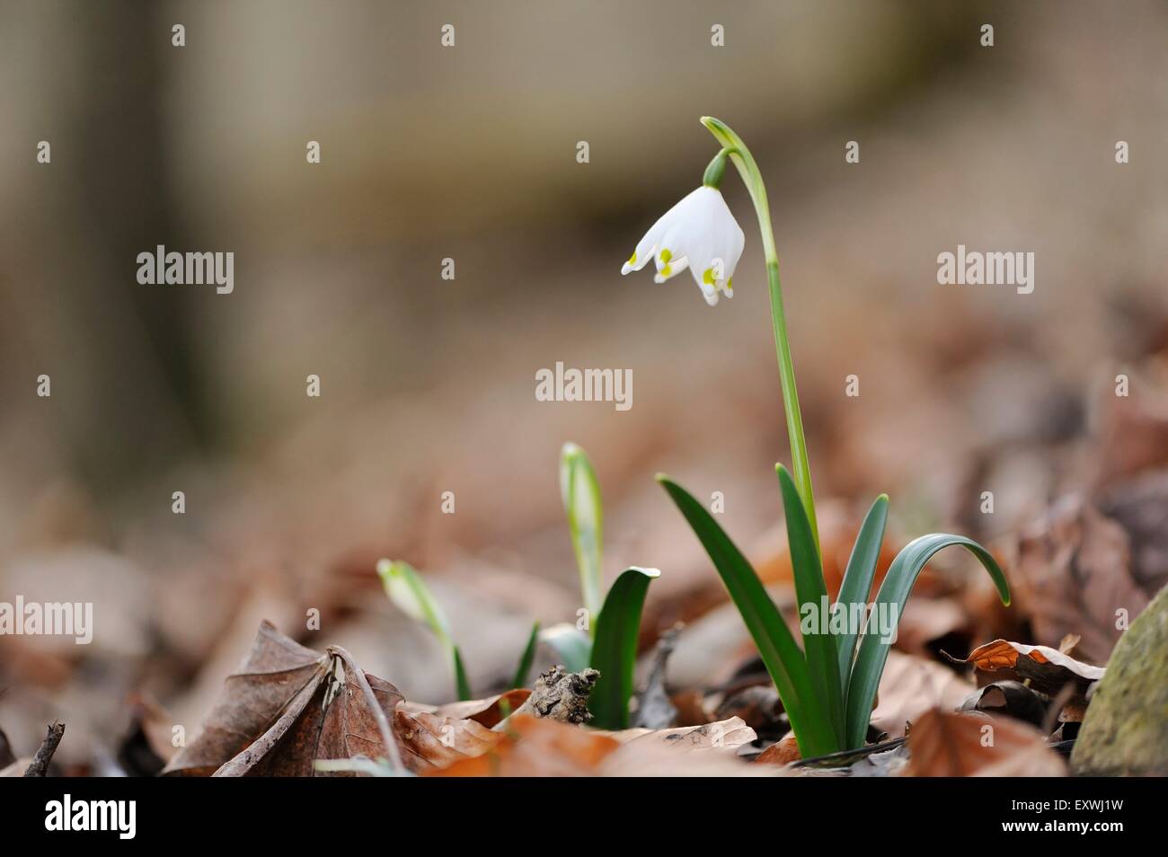 Close-up di primavera il simbolo del fiocco di neve (Leucojum Vernum) blossoms Foto Stock