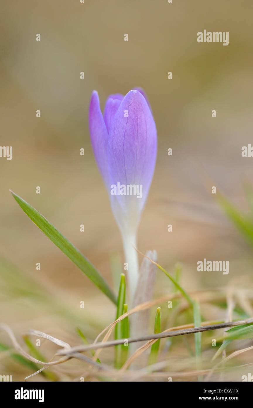 Close-up di un bosco crocus (Crocus tommasinianus) Foto Stock