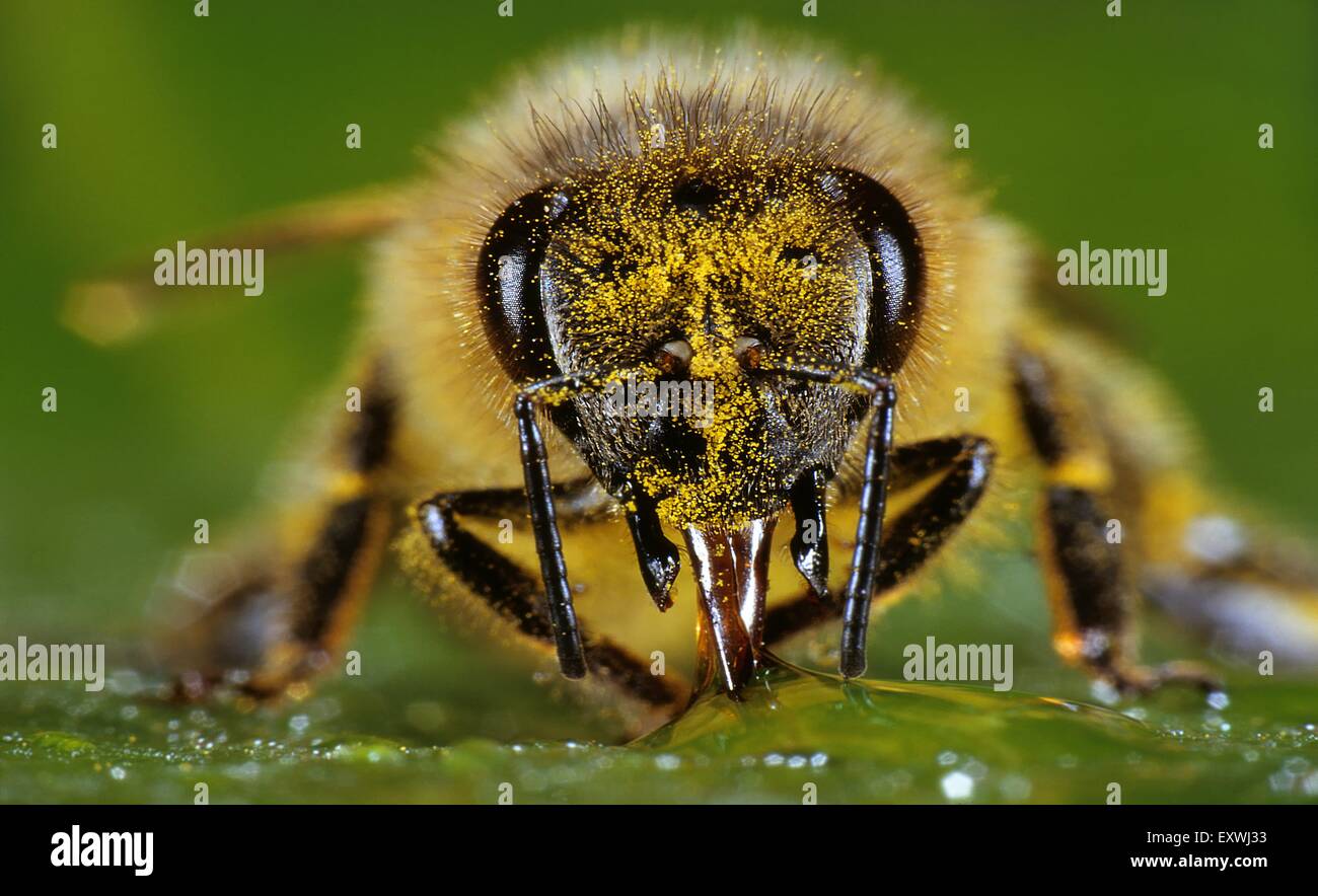 Il miele delle api, Apis mellifera, aspirando il nettare Foto Stock