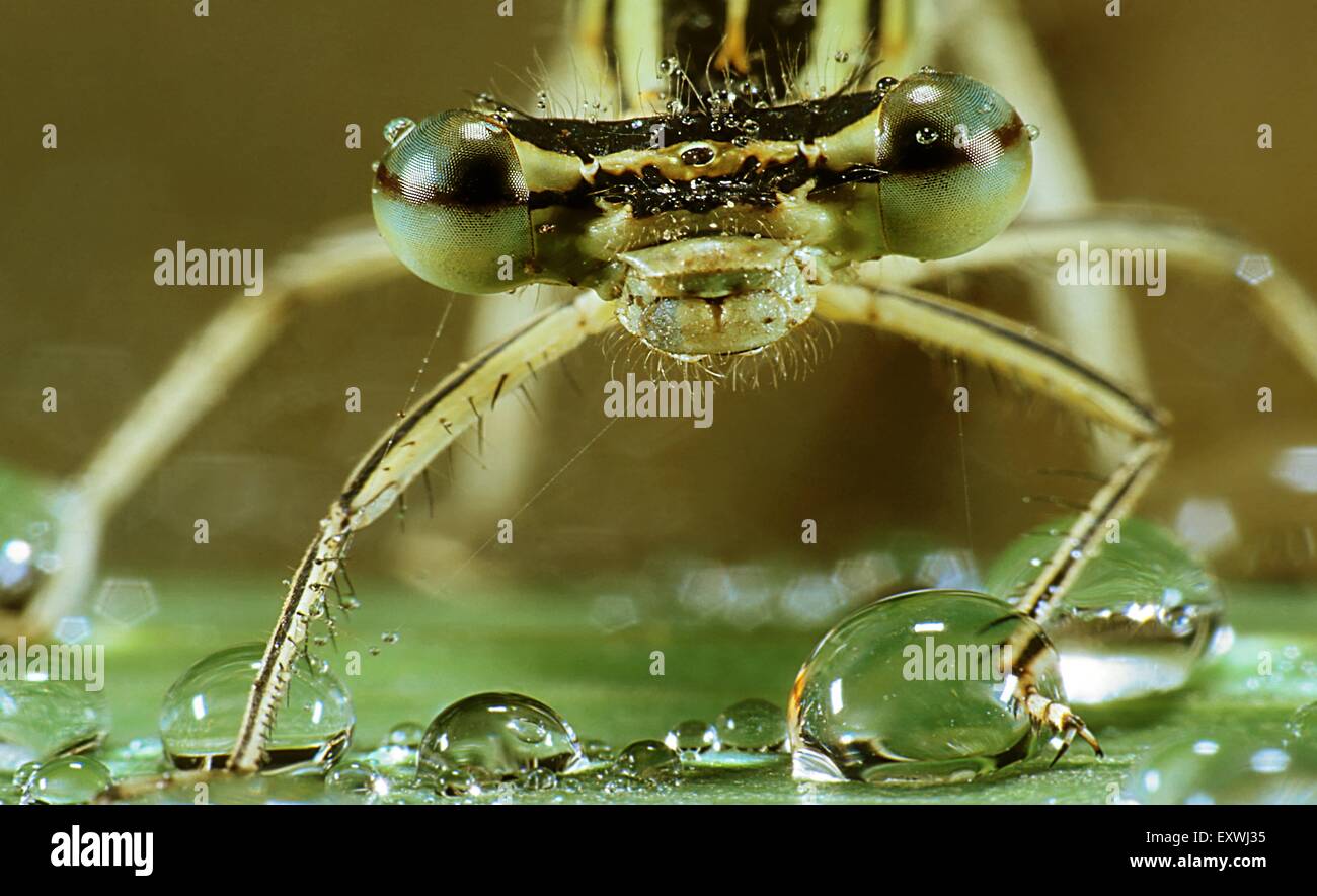 Pitch dragonfly, ischnura elegans Foto Stock