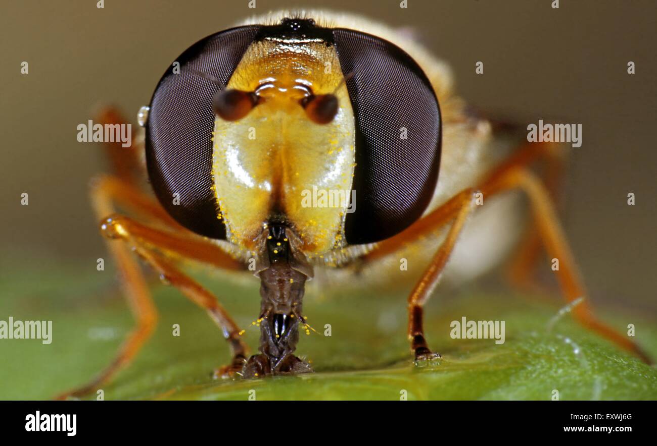 La marmellata di arance hoverfly, Episyrphus balteatus, aspirazione Foto Stock