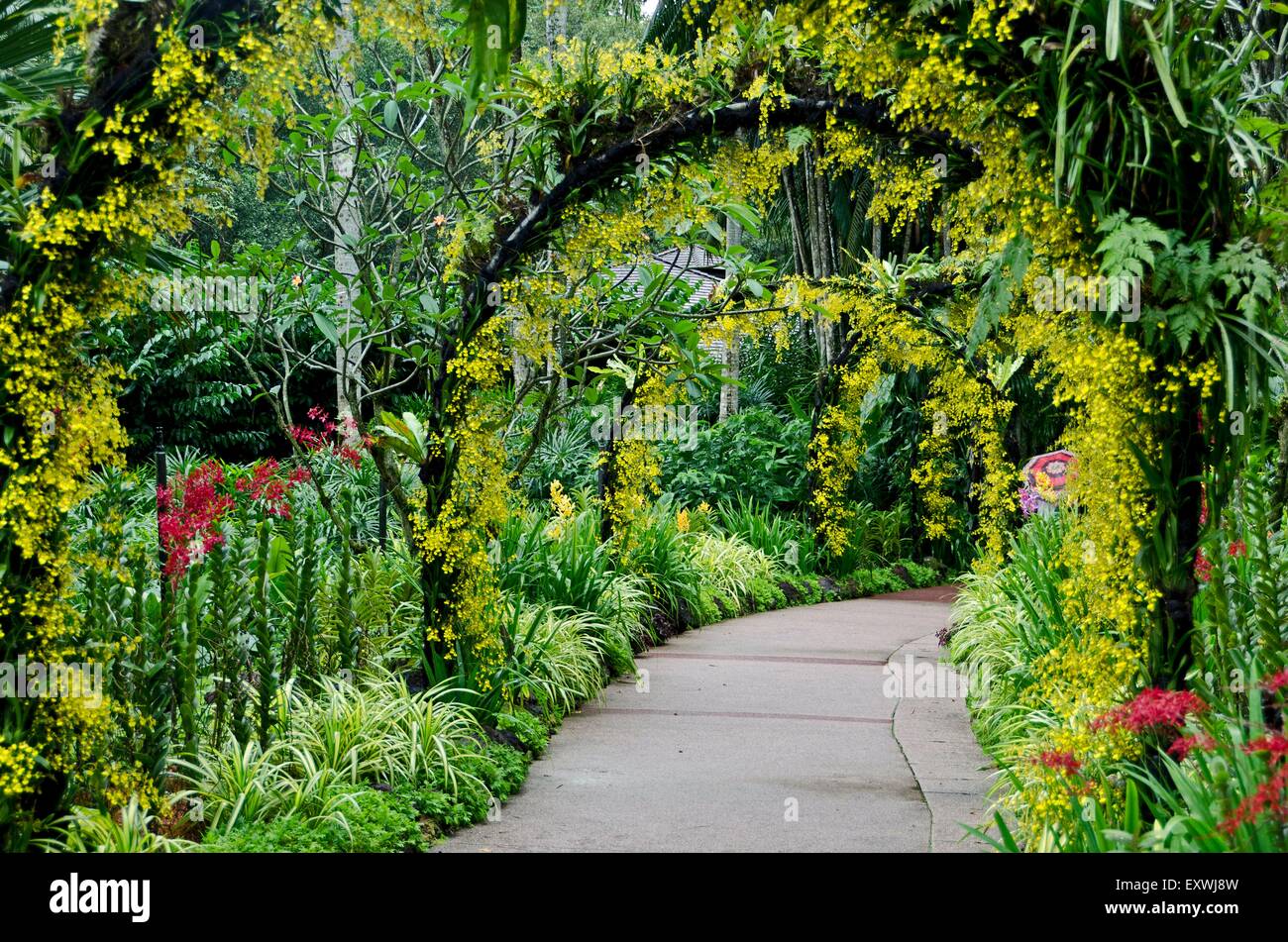 Giardino di orchidee, Singapur Città, Singapur, Asia Foto Stock