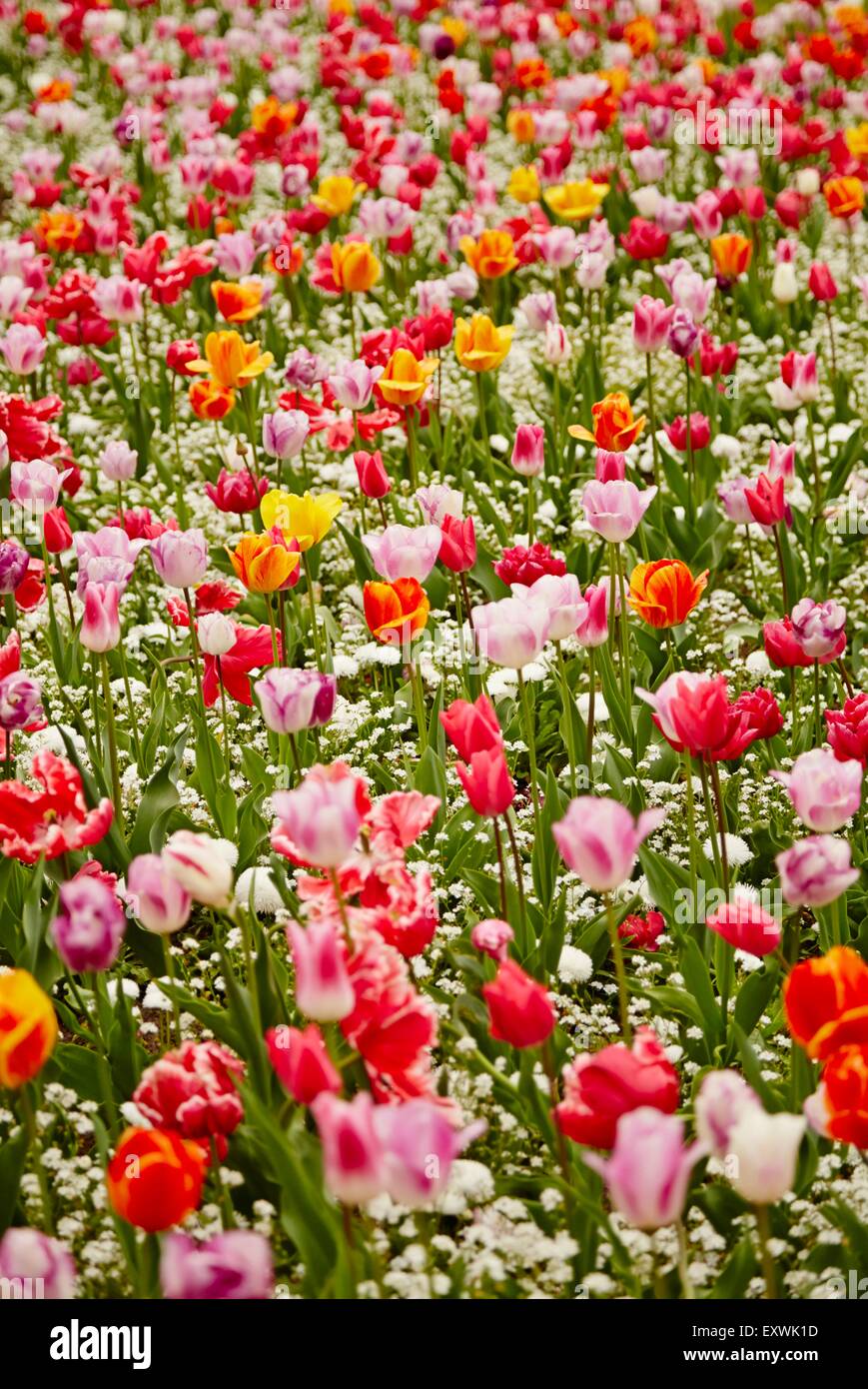 Campo di tulipani a Bruges, Belgio Foto Stock