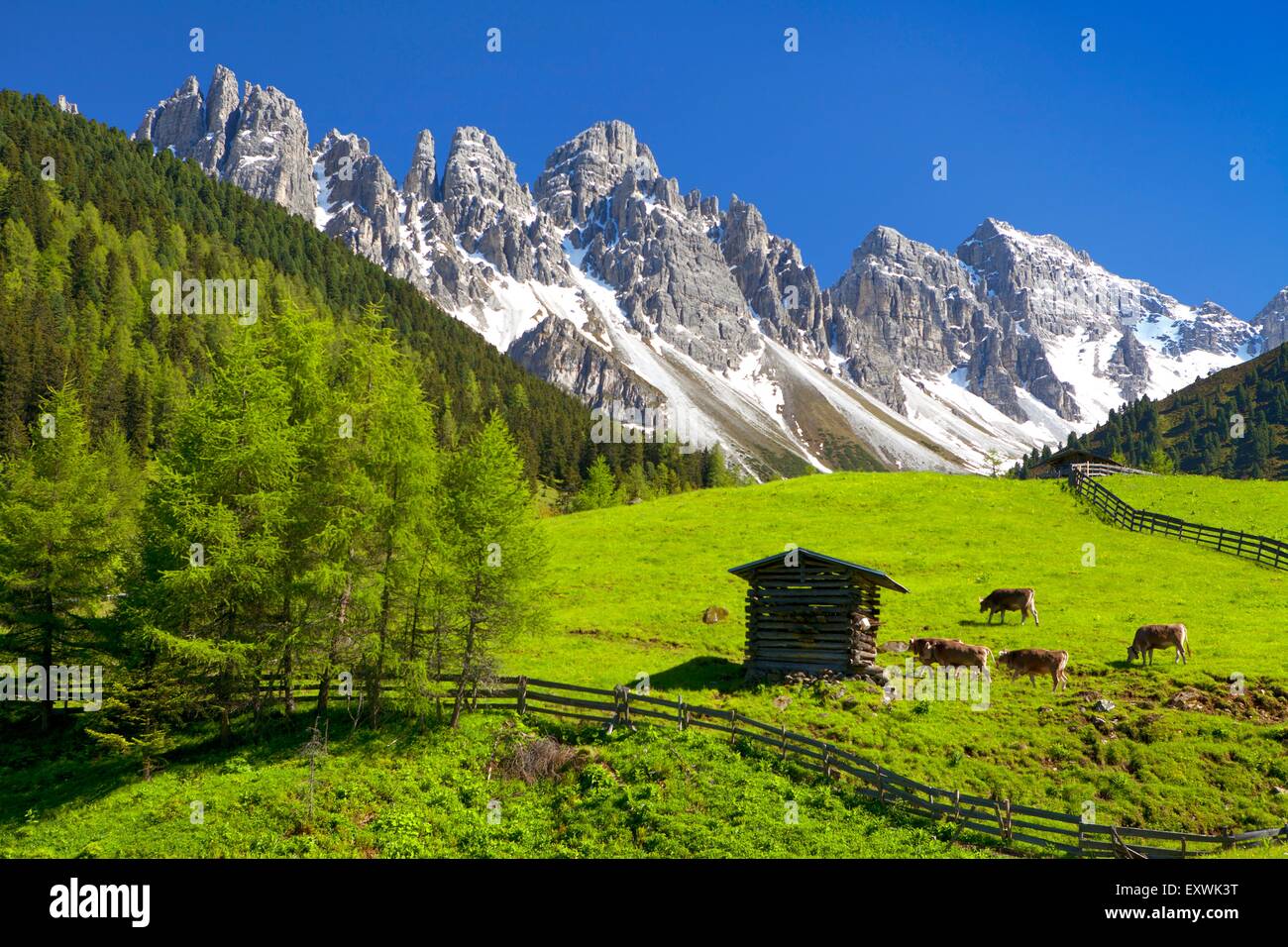 Pascolo alpino a Kalkkoegel, Tirolo, Austria Foto Stock