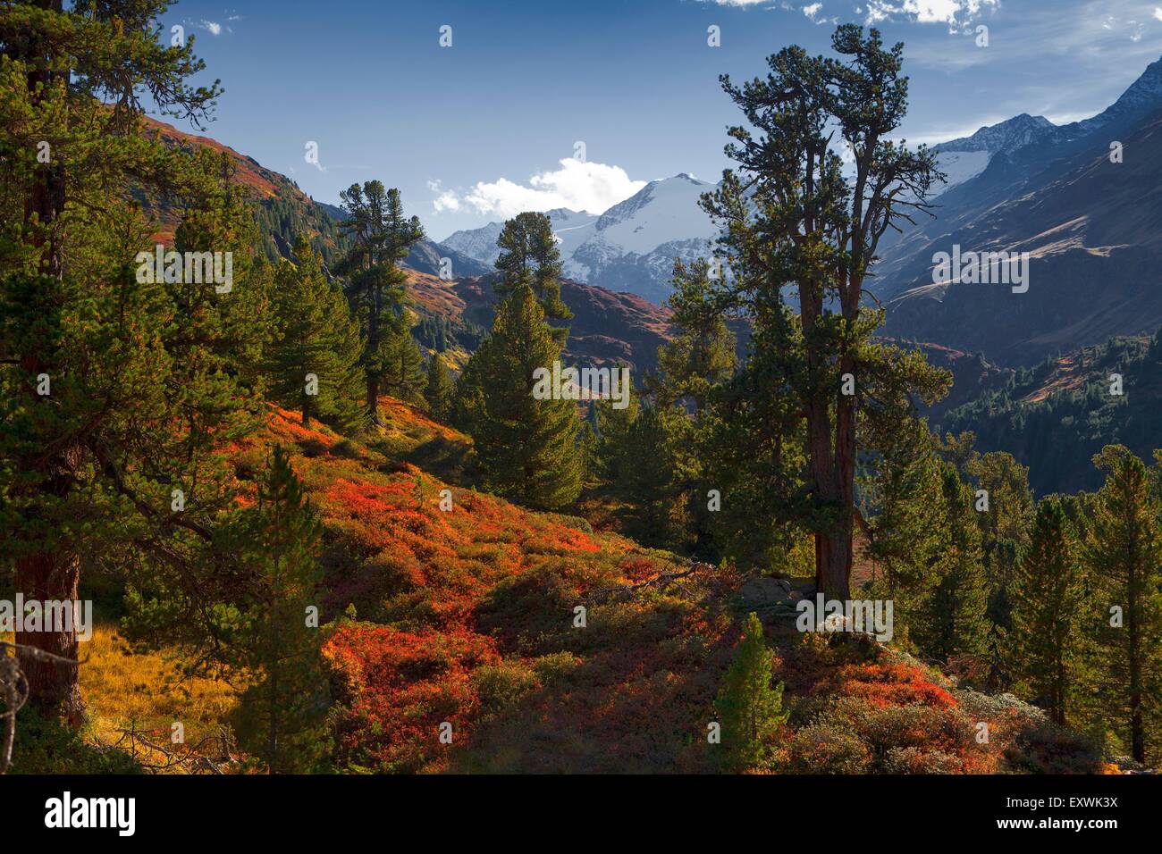 Swiss pineta in Obergurgl, Tirolo, Austria Foto Stock