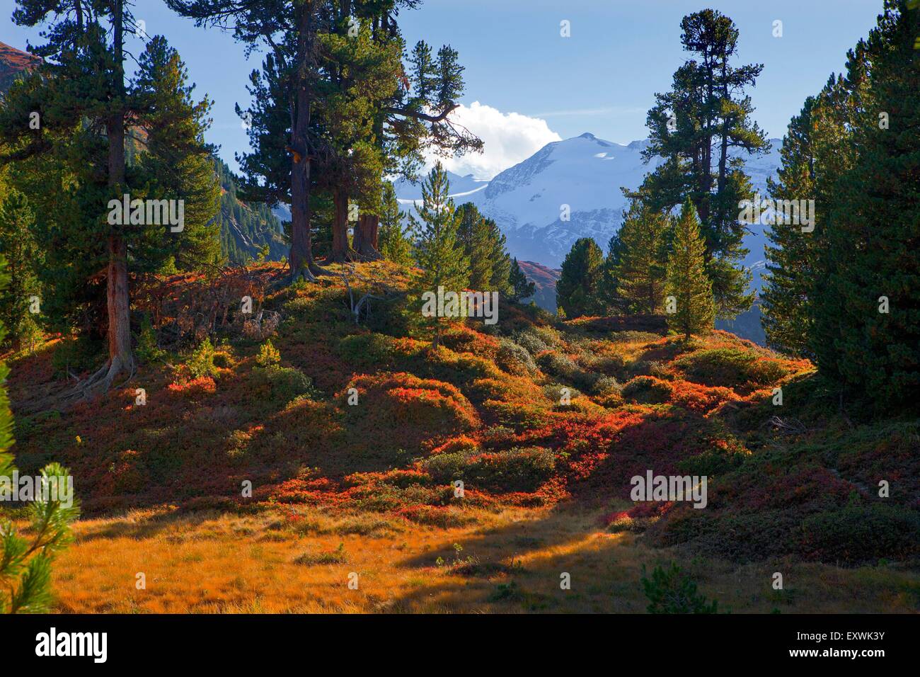 Swiss pineta in Obergurgl, Tirolo, Austria Foto Stock