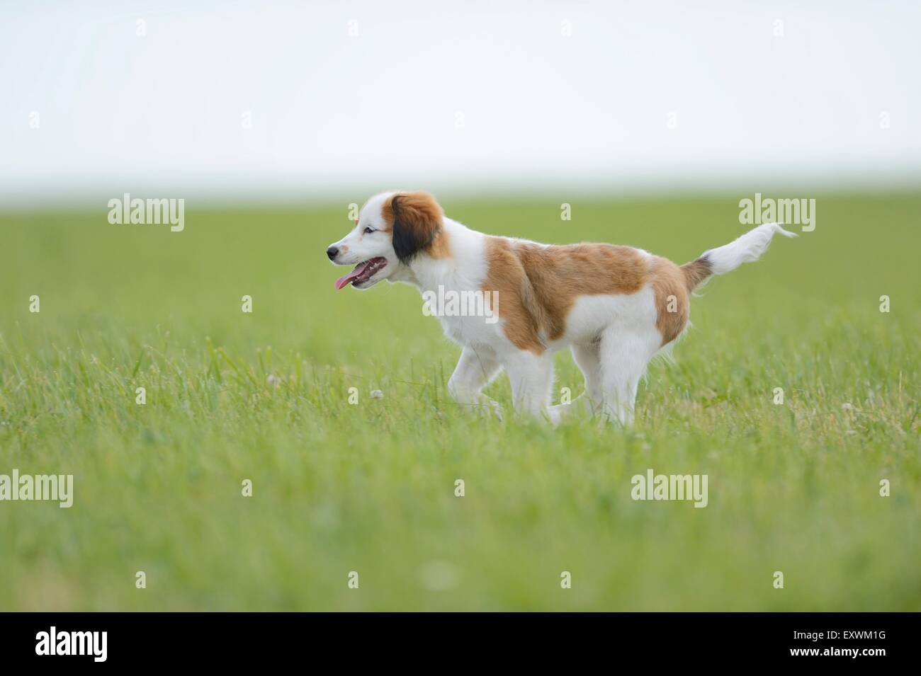 La Nederlandse Kooikerhondje, Alto Palatinato, Germania, Europa Foto Stock