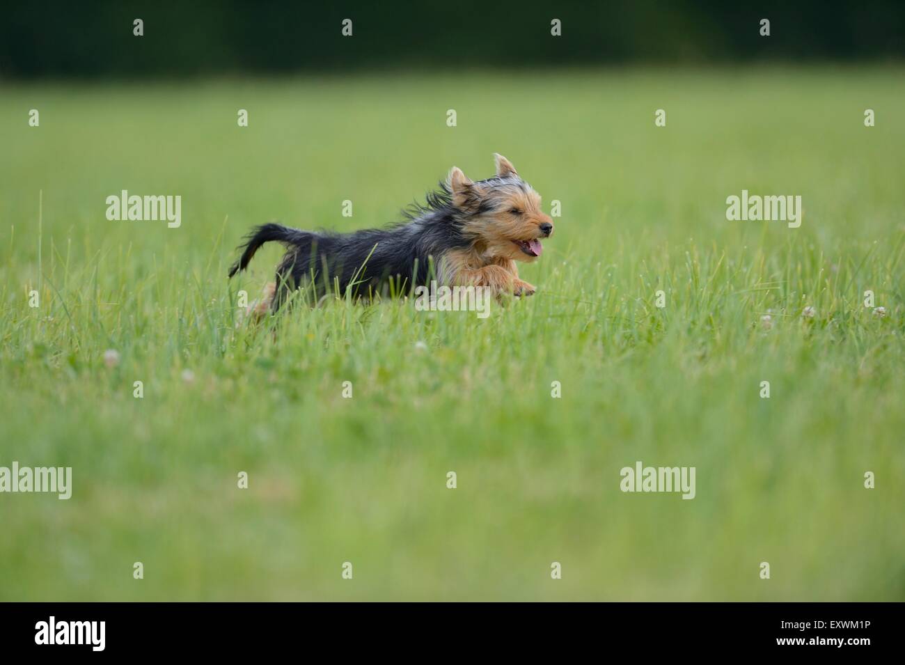Yorkshire Terrier, Alto Palatinato, Germania, Europa Foto Stock