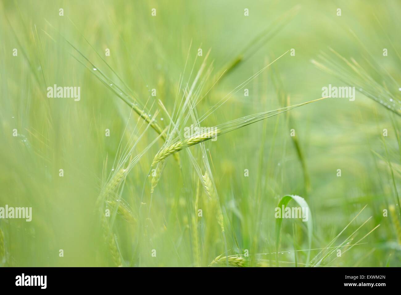 Close-up di un verde orzo orecchio in un campo in primavera Foto Stock