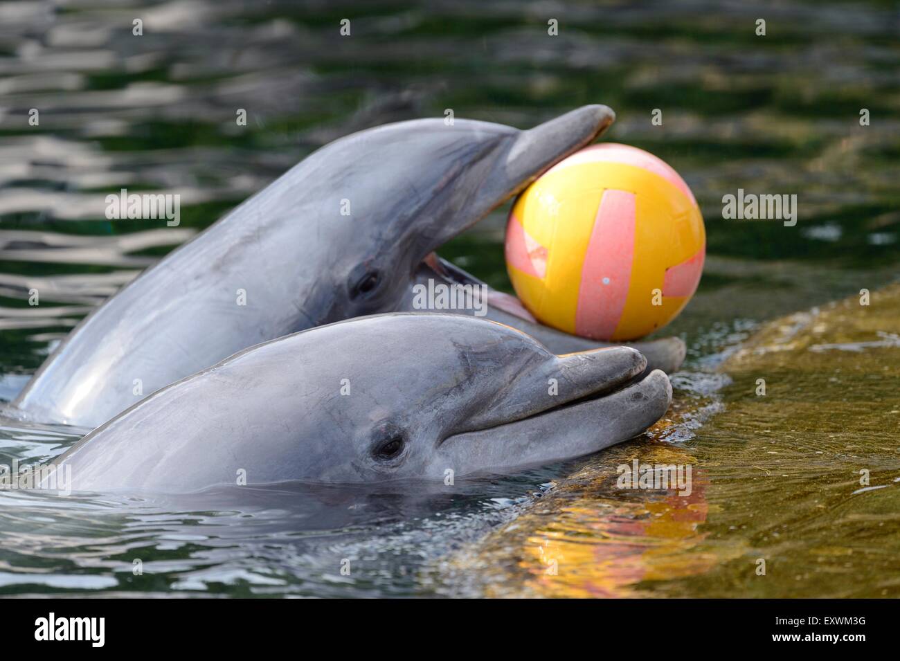 Due comuni delfini giocare con palla in acqua Foto Stock