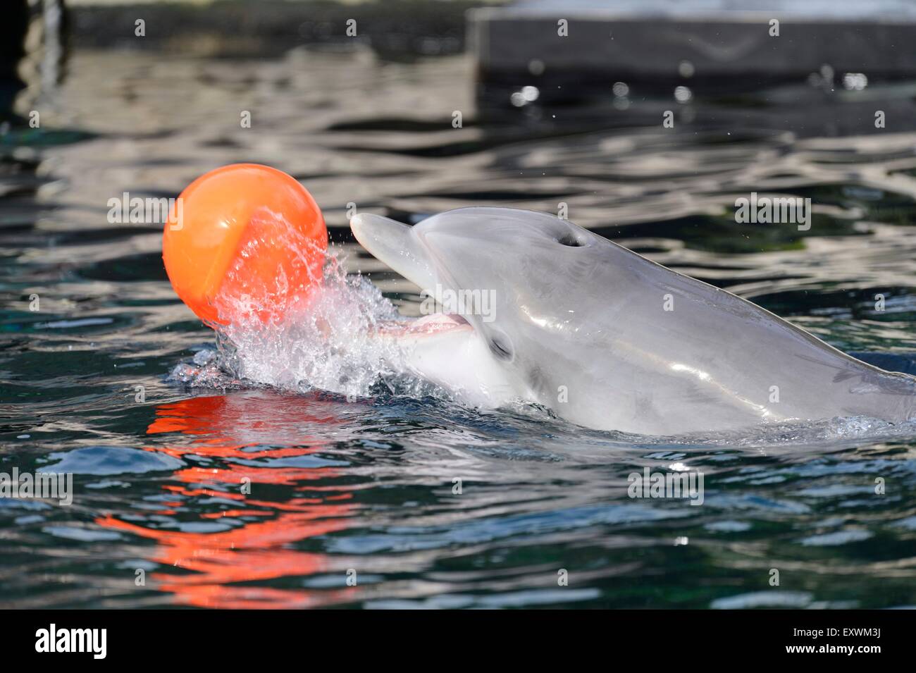 Comune di delfini Bottlenose giocando con la palla in acqua Foto Stock