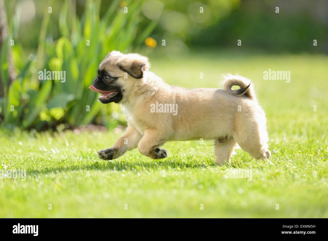 Chug (Chihuahua e pug mix) cucciolo di cane su un prato Foto Stock