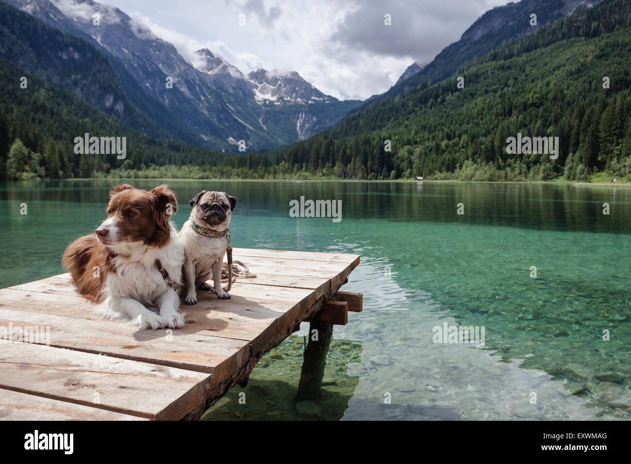 Due cani di Jaegersee vicino a Kleinarl vanta in stato di Salisburgo, Austria Foto Stock