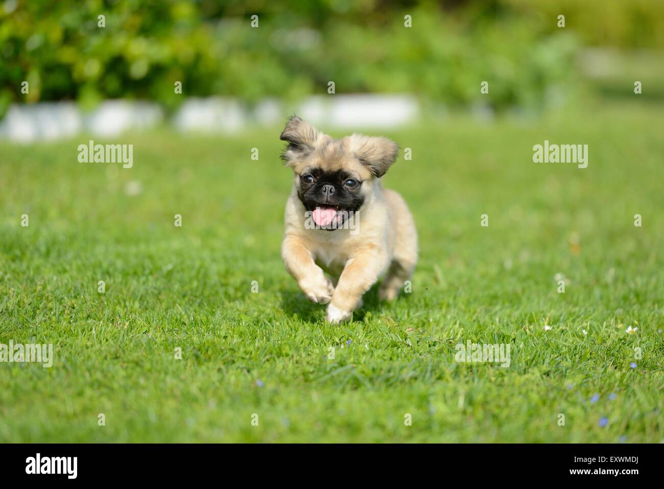 Chug (Chihuahua e pug mix) cucciolo di cane su un prato Foto Stock