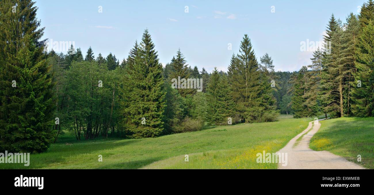 Percorso attraverso prati e foreste, Alto Palatinato, Baviera, Germania Foto Stock