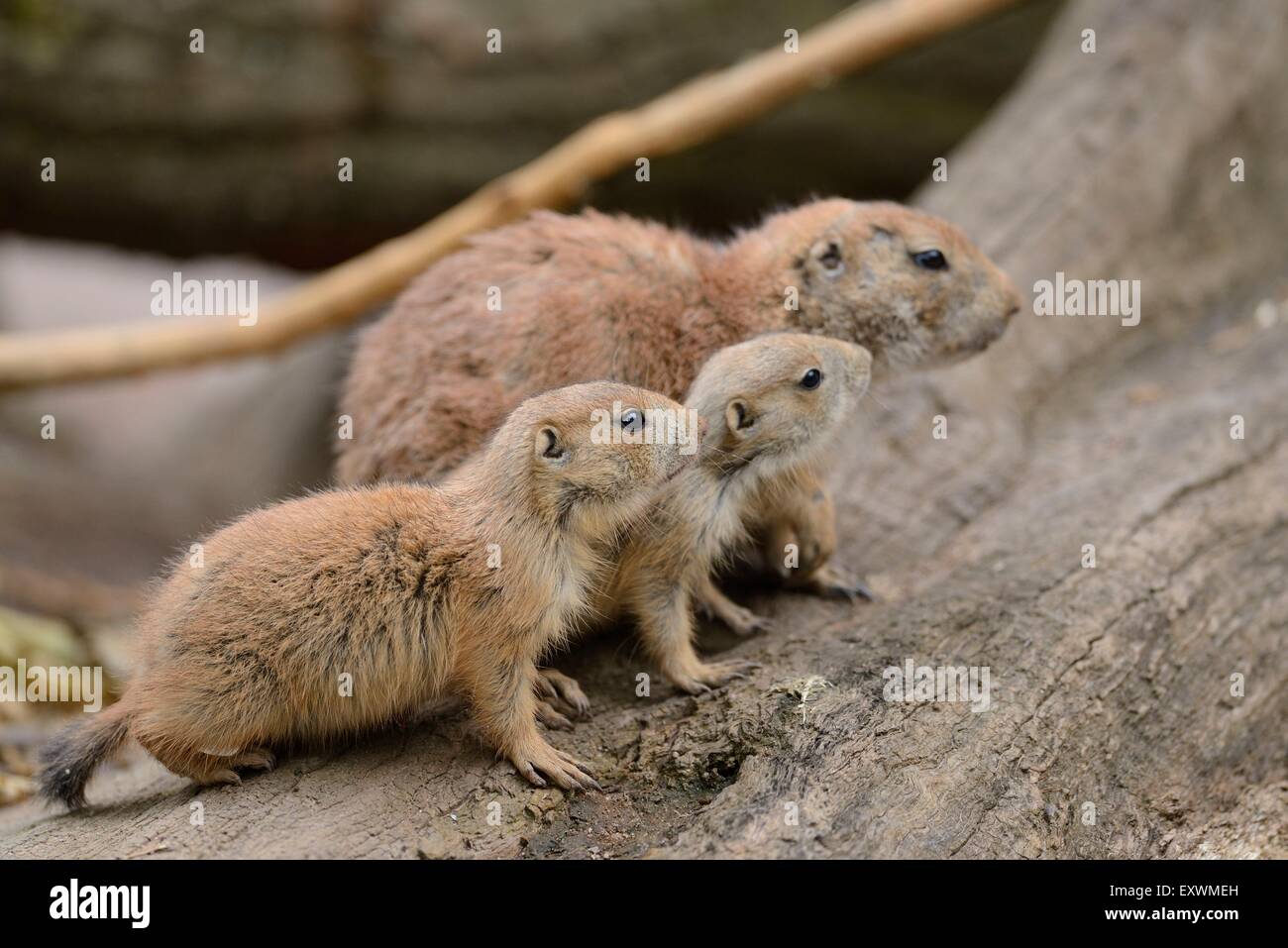 Nero-tailed cane della prateria i ragazzi con la madre Foto Stock