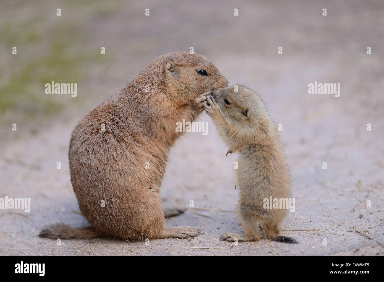 Nero-tailed cane della prateria giovane con la madre Foto Stock