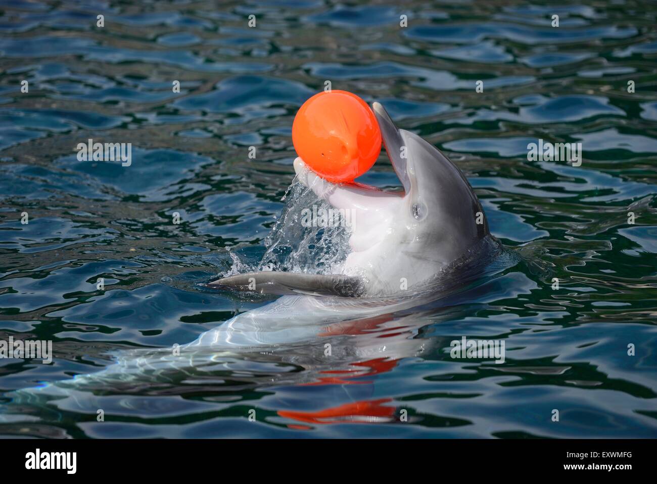 Comune di delfini Bottlenose giocando con la palla in acqua Foto Stock