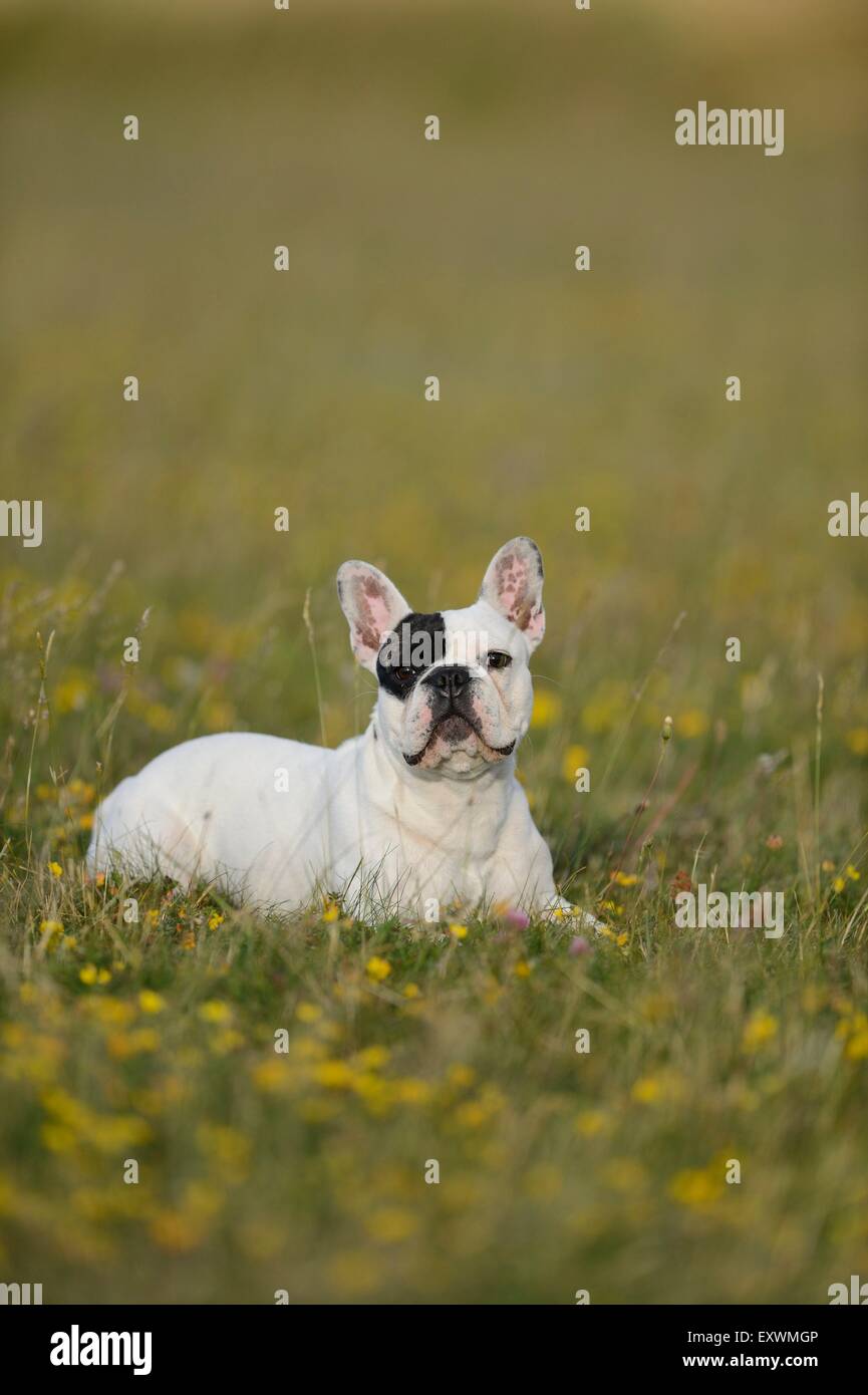 Sette mesi bulldog francese sdraiati su un prato Foto Stock