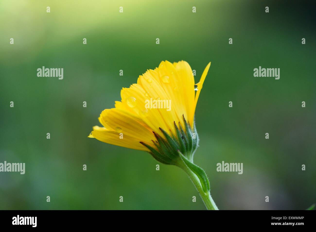 Close-up di un fiore alla calendula Foto Stock