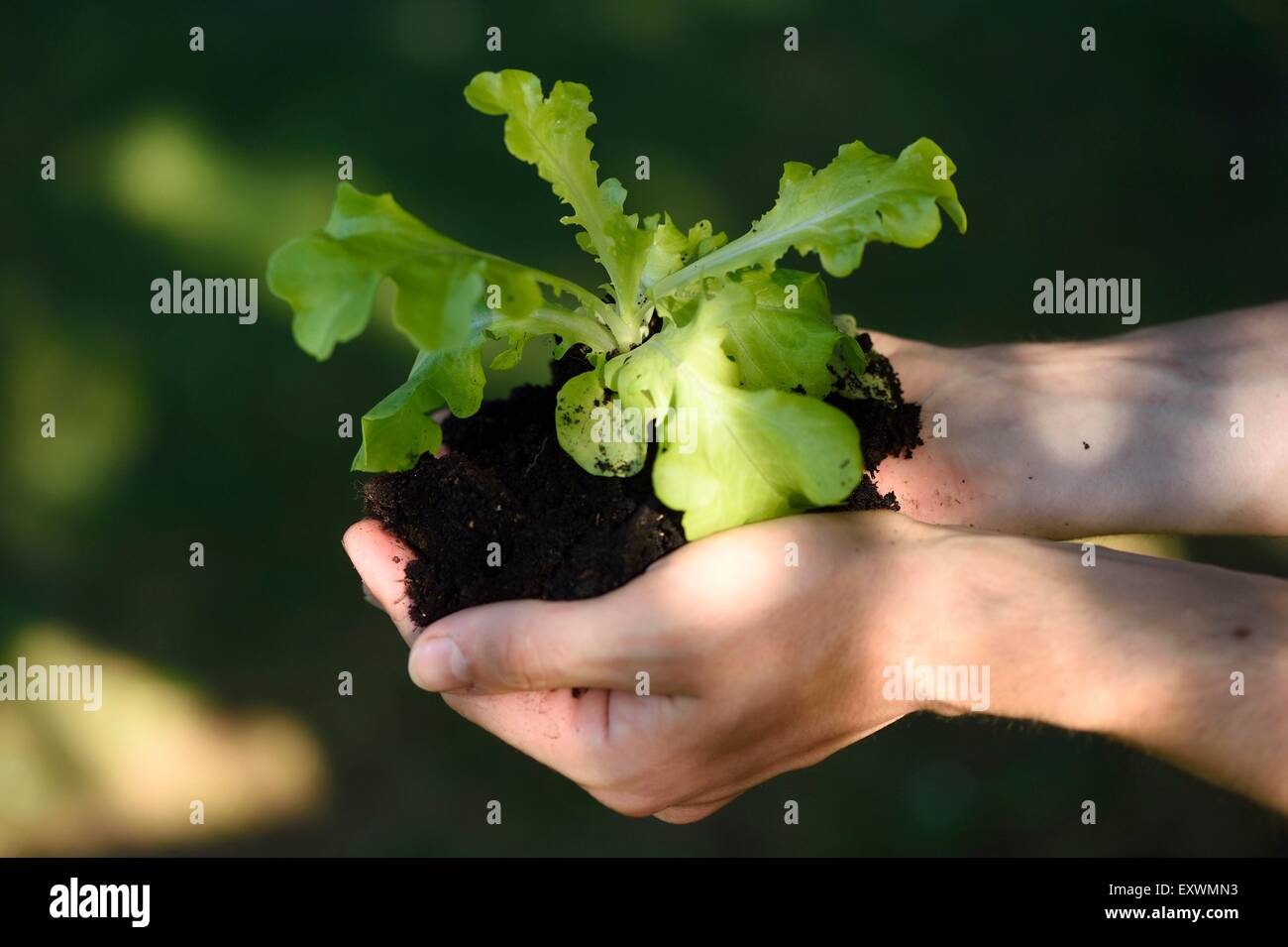 Close-up di una pianta di lattuga nelle mani di un uomo Foto Stock
