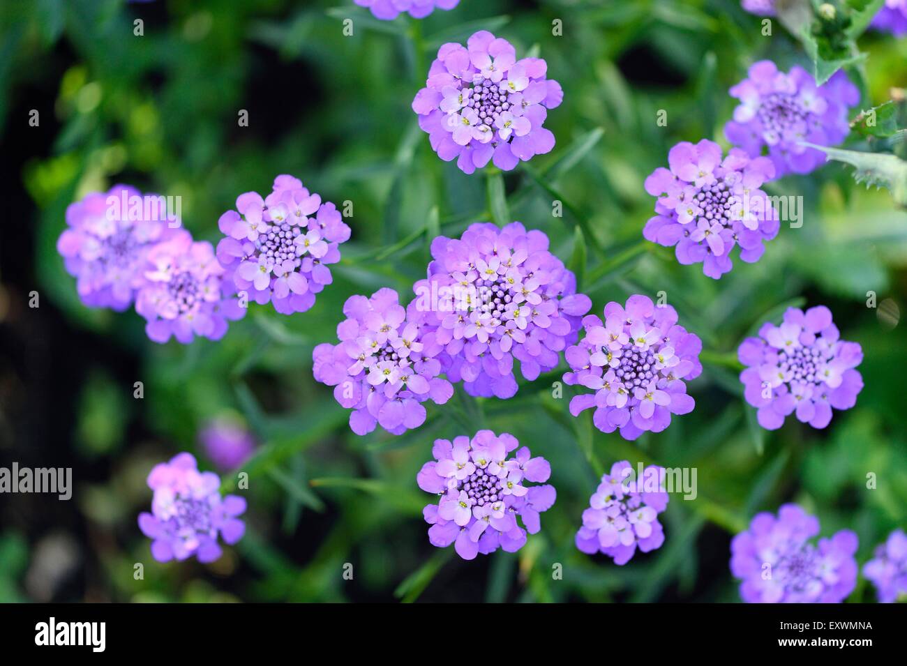 Close-up di Globe Candytuft blossoms Foto Stock